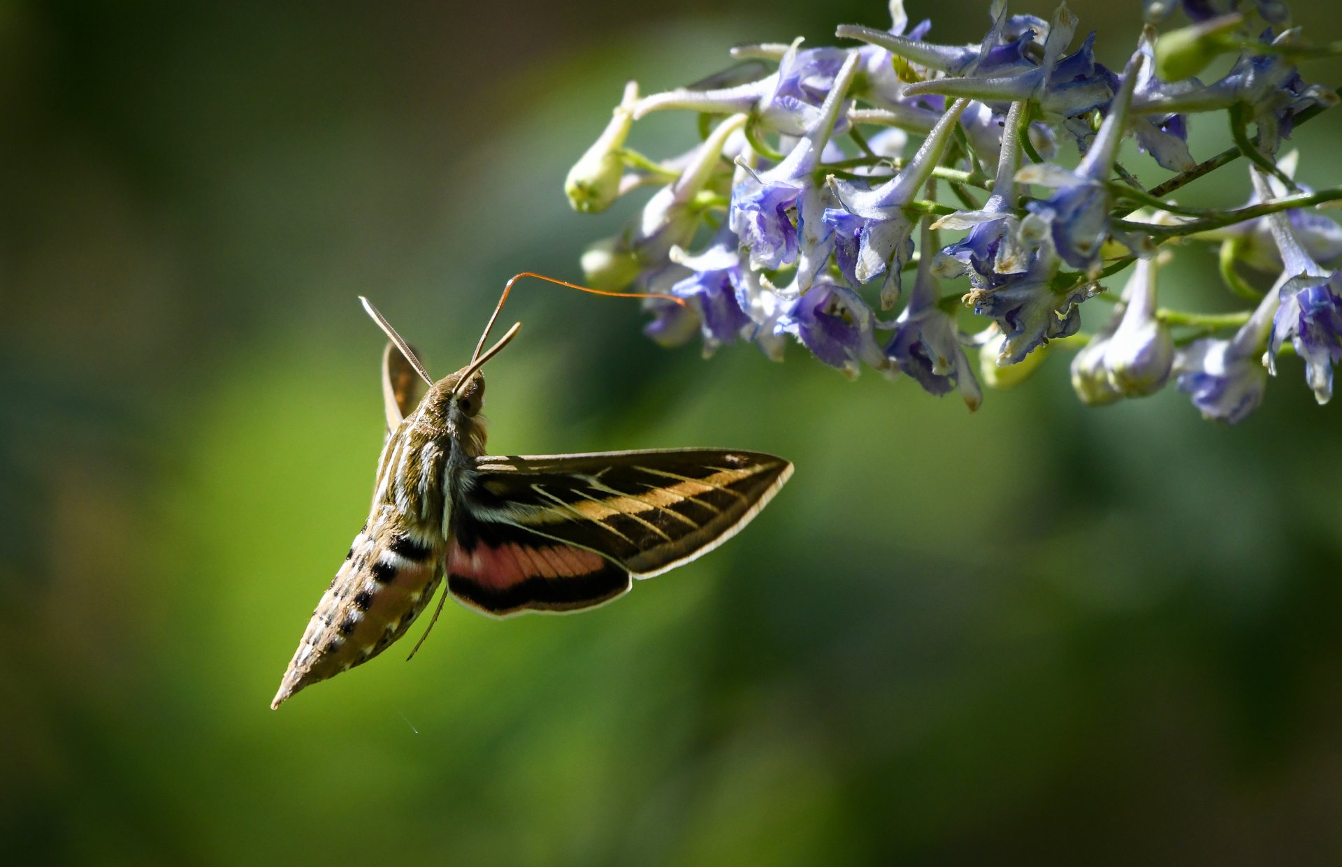 White-lined Sphinx